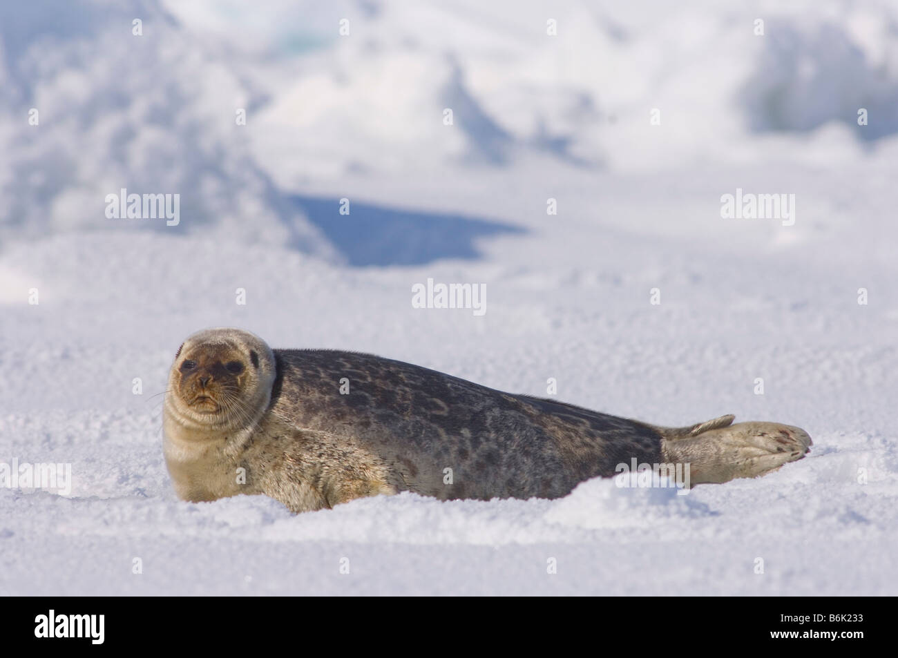 ringed seal Phoca hispida adult rests outside its breathing hole on multi layer ice Chukchi Sea off the Arctic coastal village Stock Photo