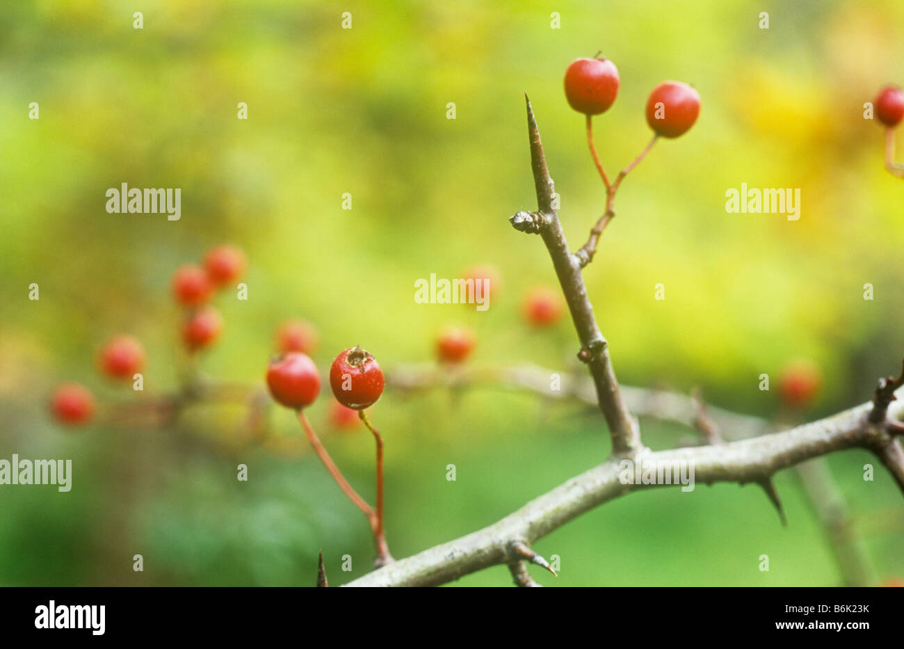 Close up of few remaining isolated scarlet red berries of Hawthorn or Crataegus monogyna with autumnal colours Stock Photo
