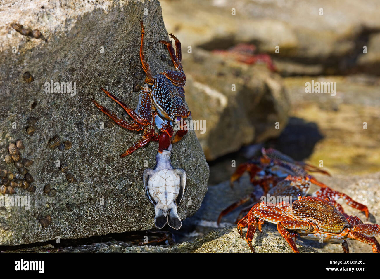 Ascension Island Crab & Turtle Stock Photo Alamy