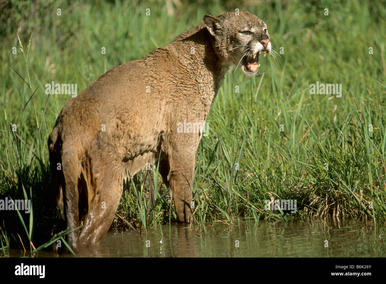 Mountain Lion (Felis concolor), snarling individual at waters edge Stock Photo