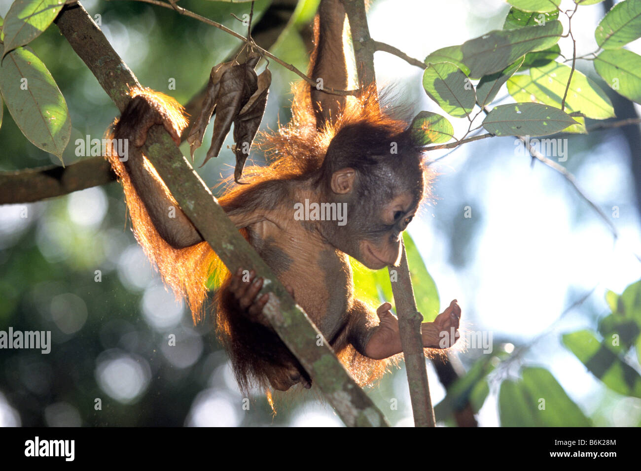 Bornean Orangutan (Pongo pygmaeus), baby climbing in a tree Stock Photo