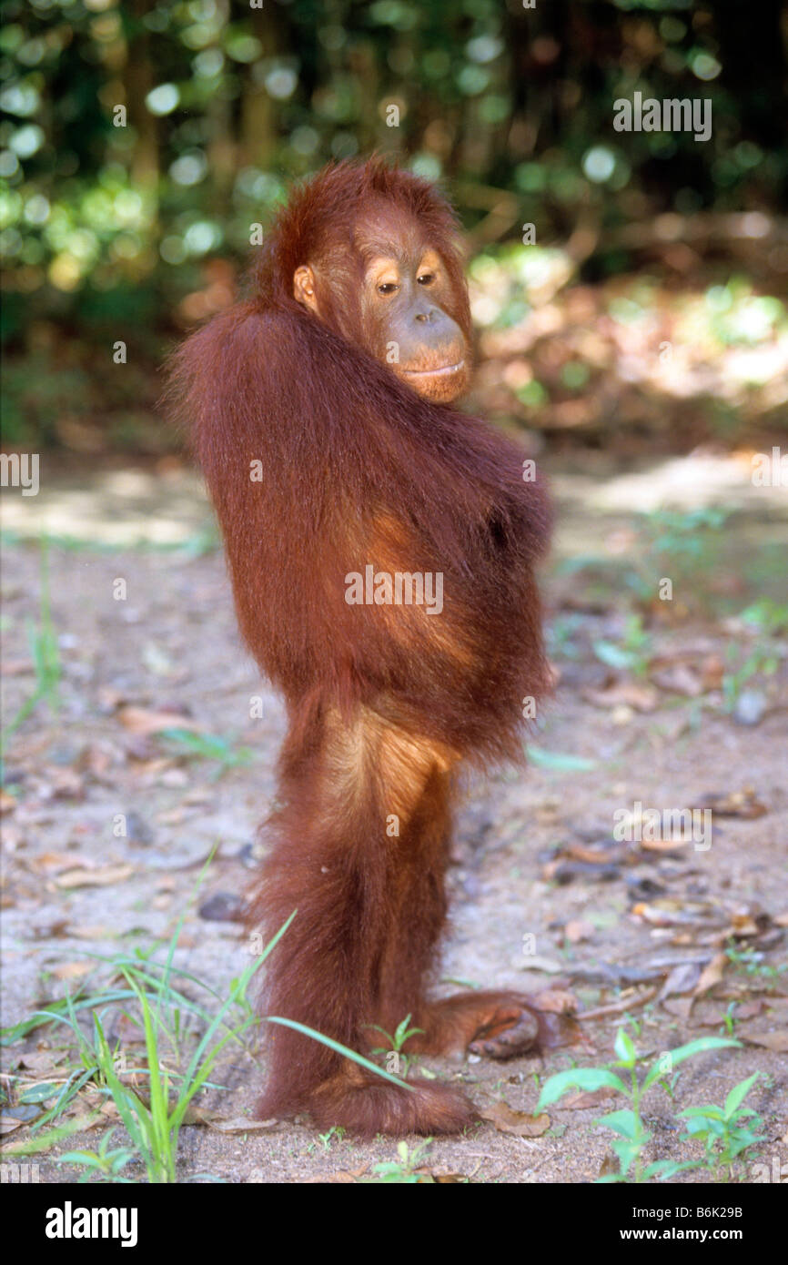 Bornean Orangutan (Pongo pygmaeus) standing up right almost to attention Stock Photo