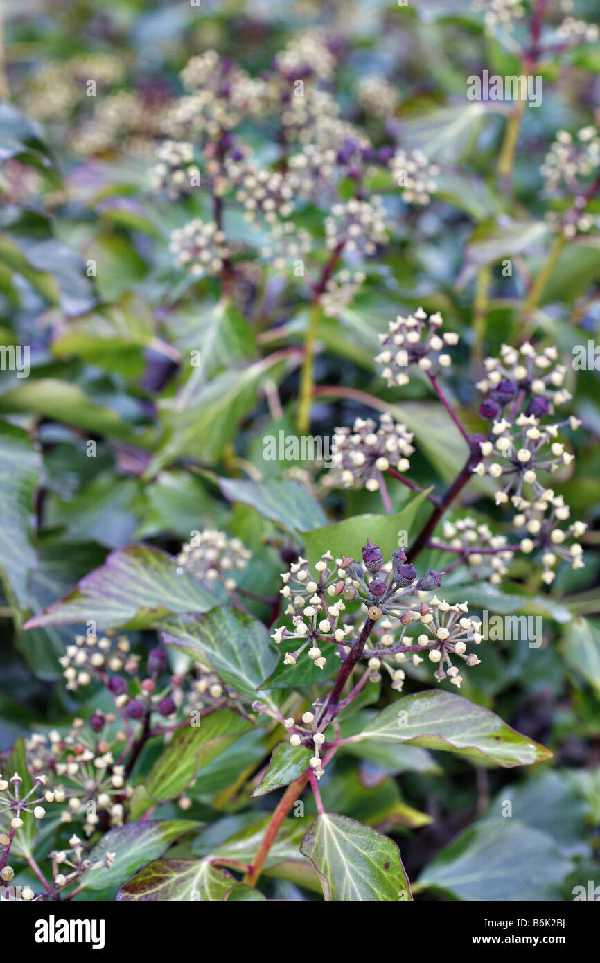 HEDERA HELIX IVY FLOWERS AND SETS SEEDS IN WINTER TAKEN DECEMBER Stock Photo