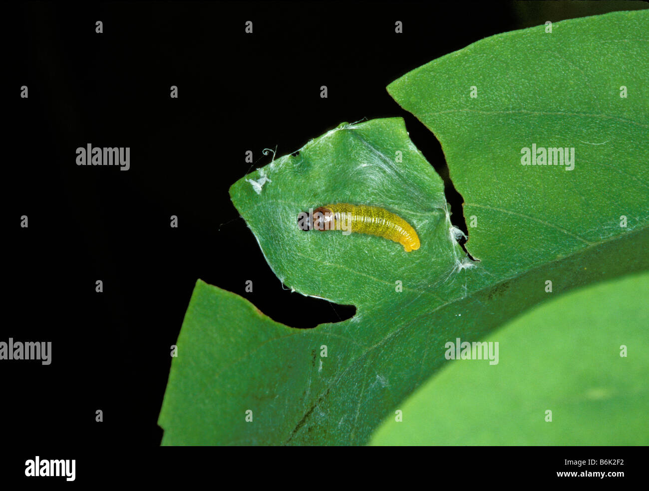 Silver-spotted Skipper caterpillar in leaf nest Epargyreus clarus Stock Photo