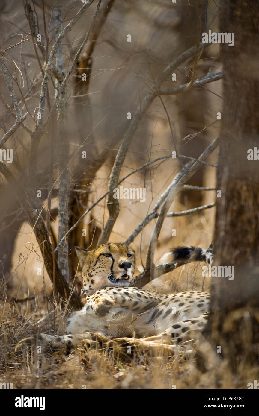 WILDLIFE wild cheetah gepard Acinonyx jubatus lay lying in shade look looking male perfectly camouflaged camouflage bush bushlan Stock Photo
