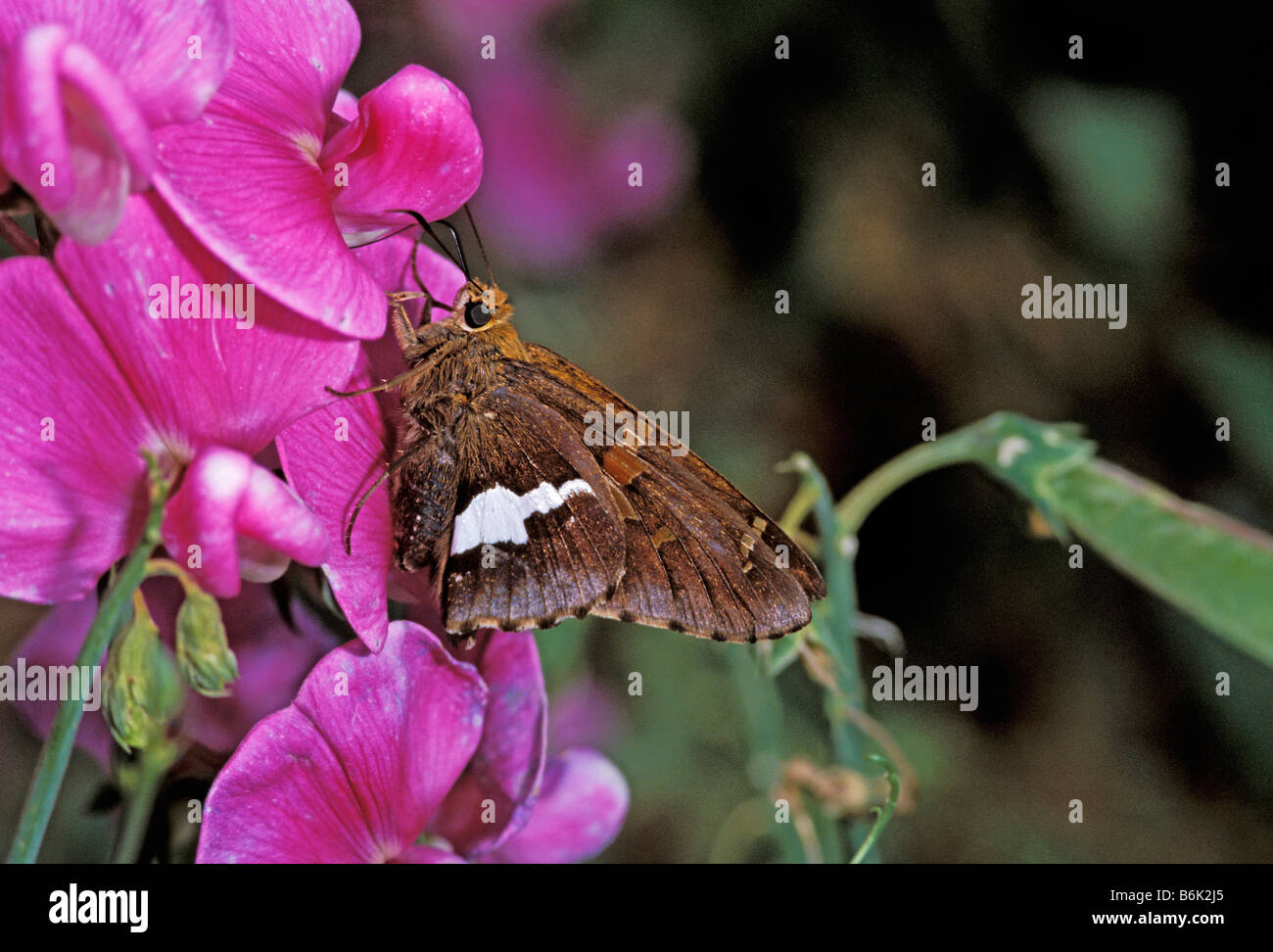 Silver-spotted Skipper Epargyreus clarus Pinetop Arizona United States 27 June Adult Hesperiidae Pyrginae Stock Photo