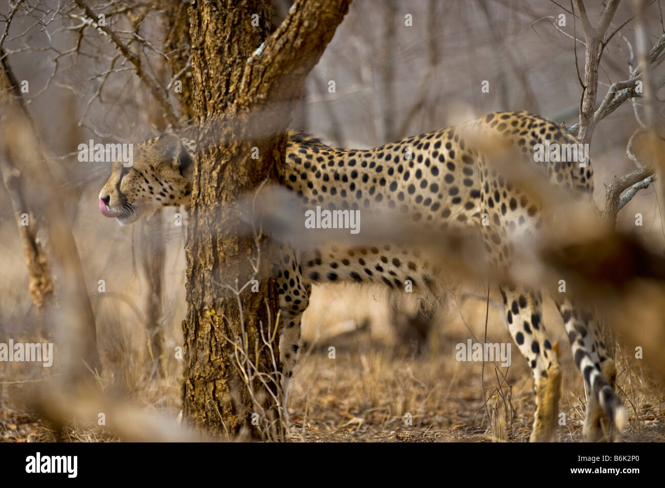 WILDLIFE wild cheetah gepard Acinonyx jubatus hunt hunting run running look looking male perfectly camouflaged camouflage bush b Stock Photo