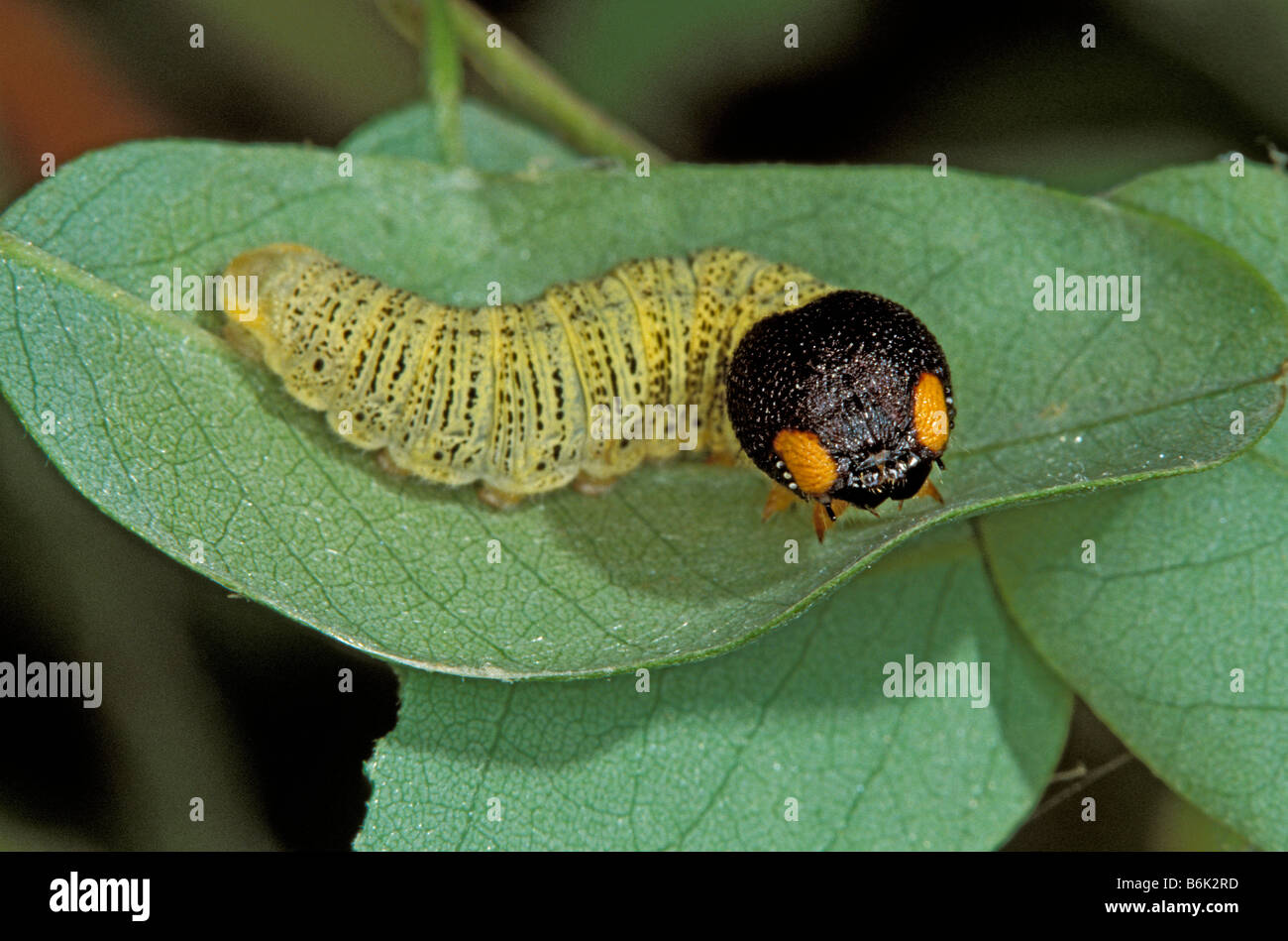 Silver-spotted Skipper caterpillar Epargyreus clarus Stock Photo