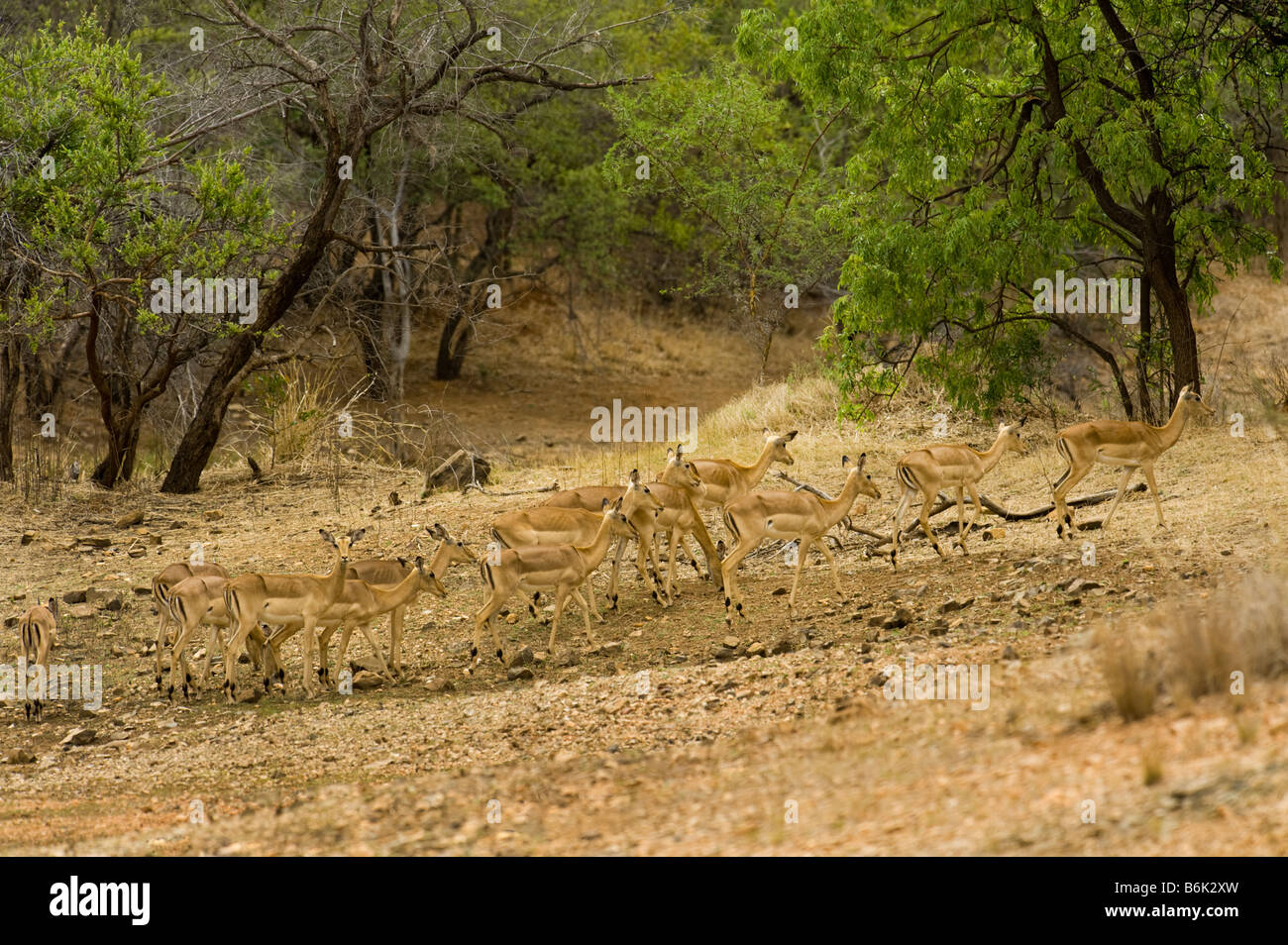 wildlife wild Impala antelope AEPYCEROS MELAMPUS camouflage best camouflaged hidden hide river bed riverbed dry dried south-Afri Stock Photo