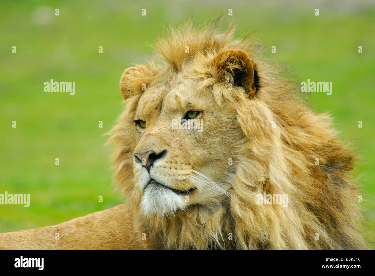 Lion portrait male hi-res stock photography and images - Alamy