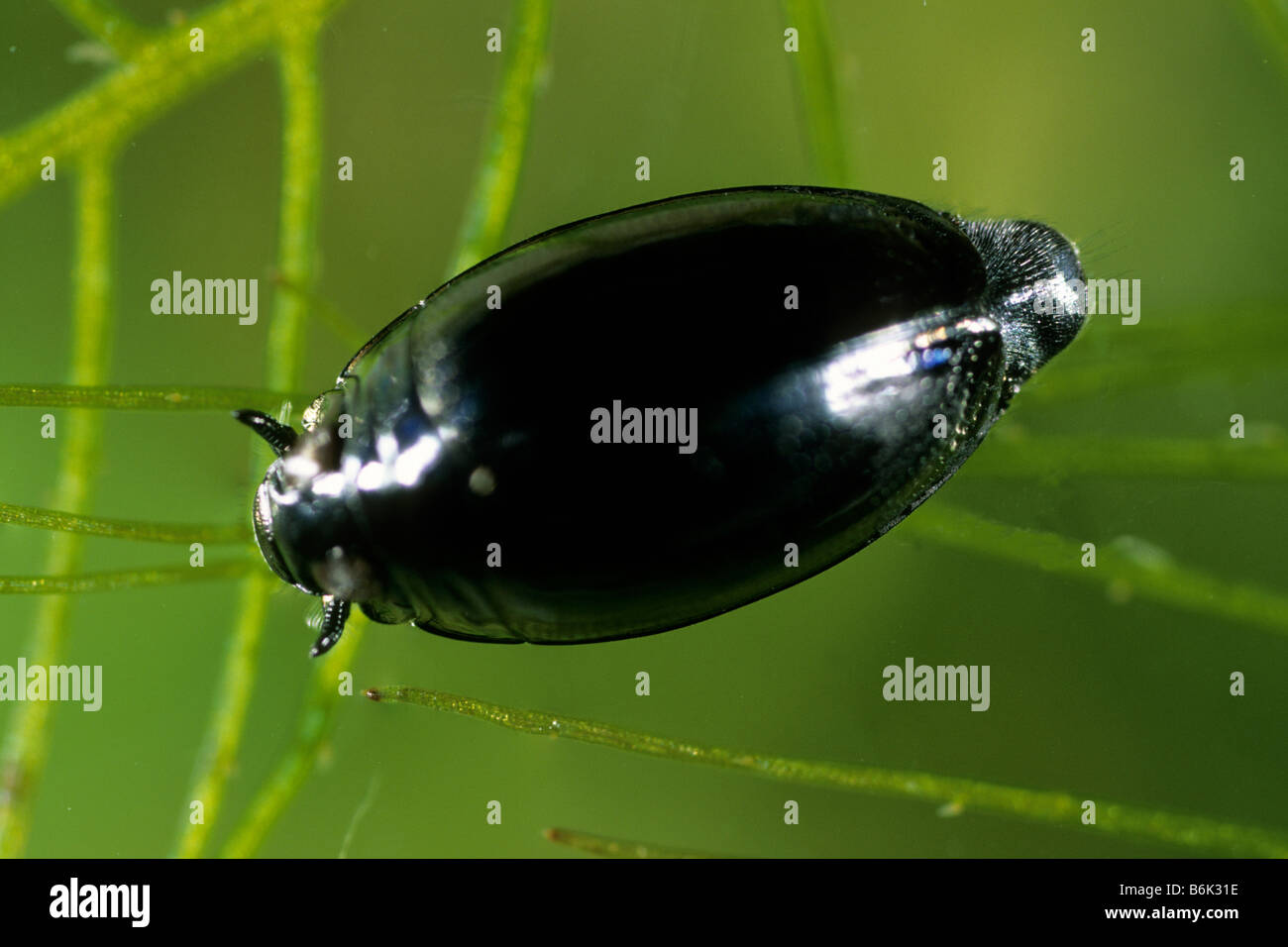 Whirligig Beetle (Gyrinus sp.) swimming under water Stock Photo