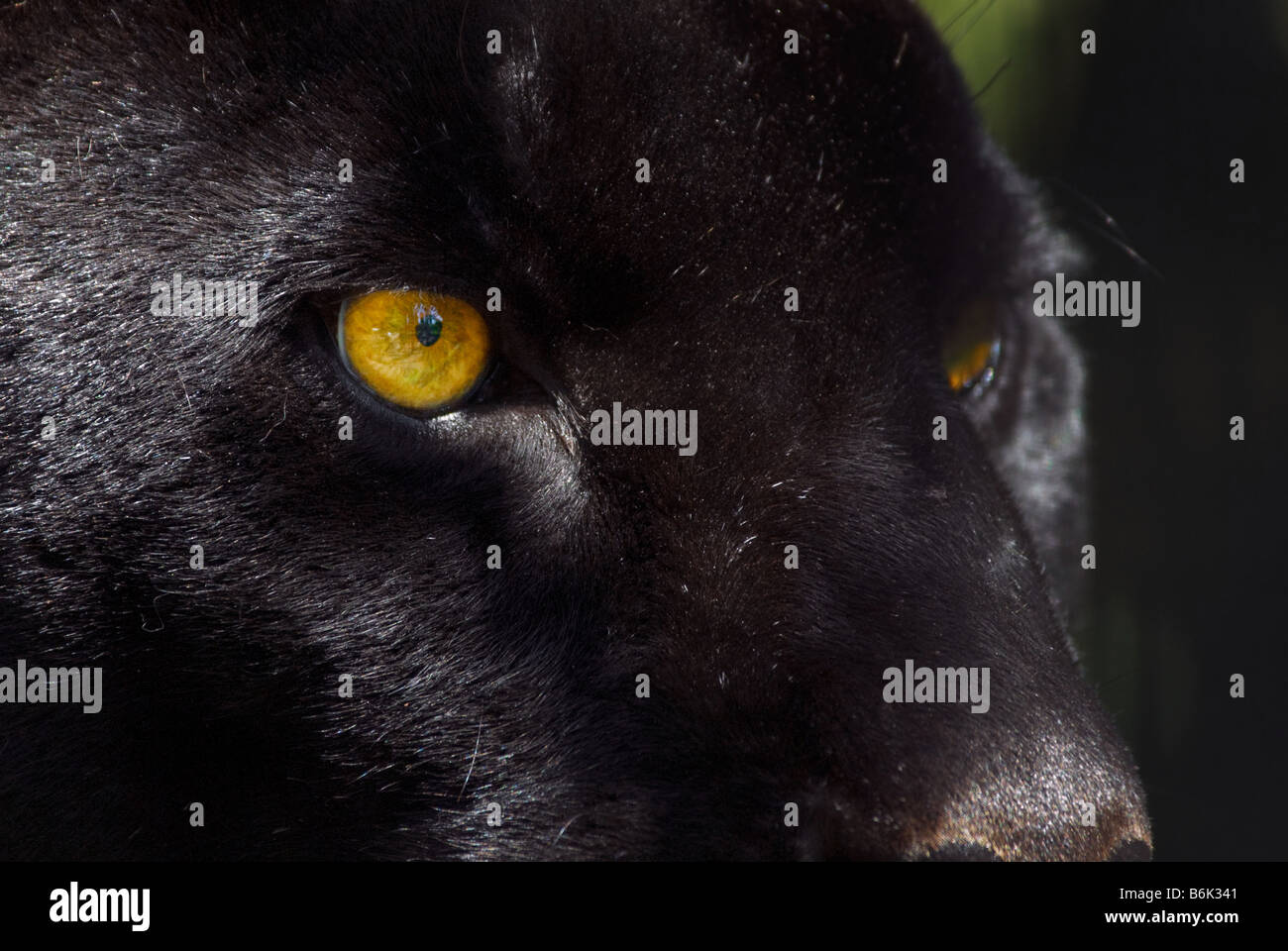 close up of a beautiful black panther Stock Photo - Alamy