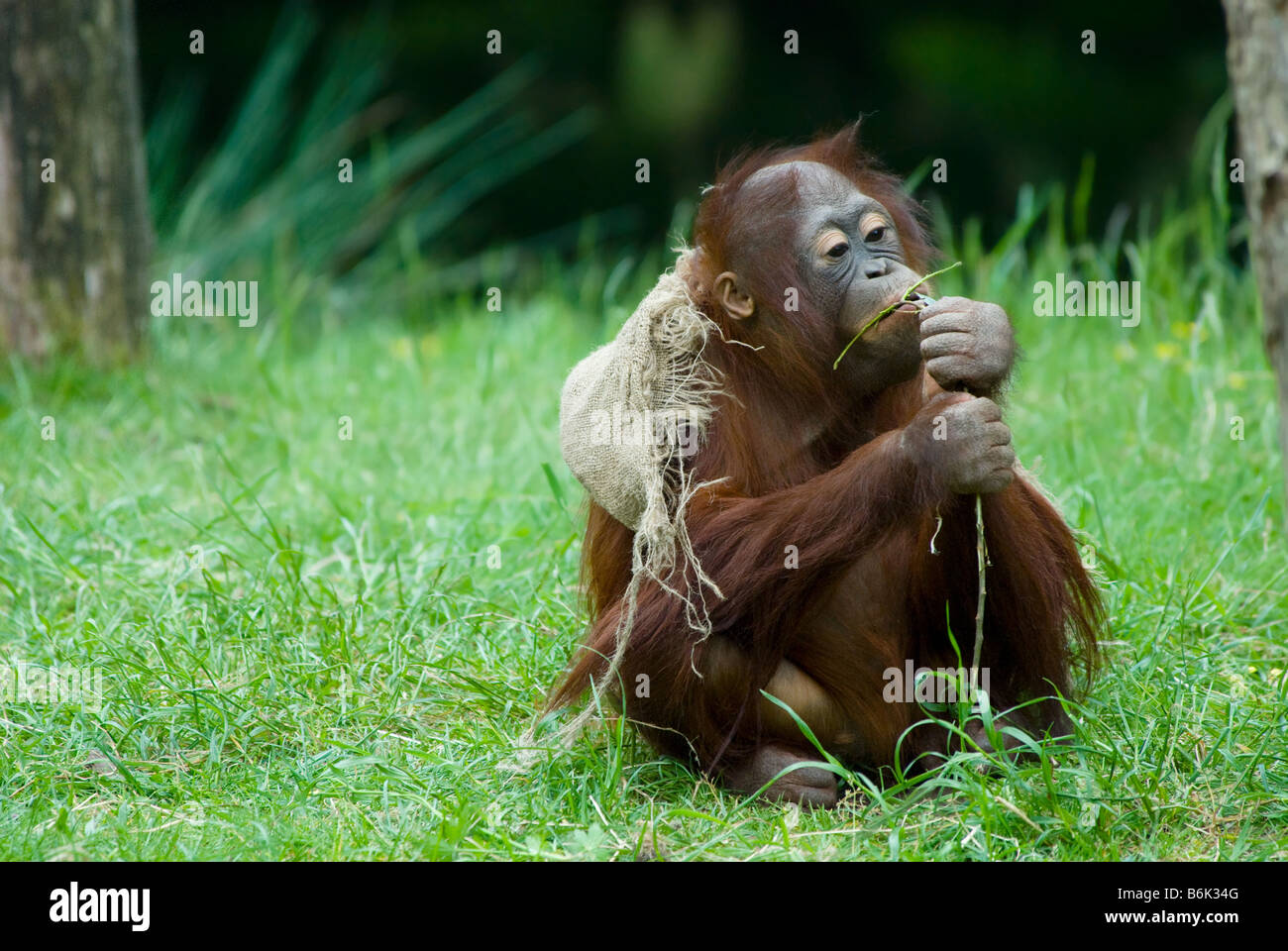 Cute Baby Orangutan Playing On The Grass Stock Photo 21317872 Alamy