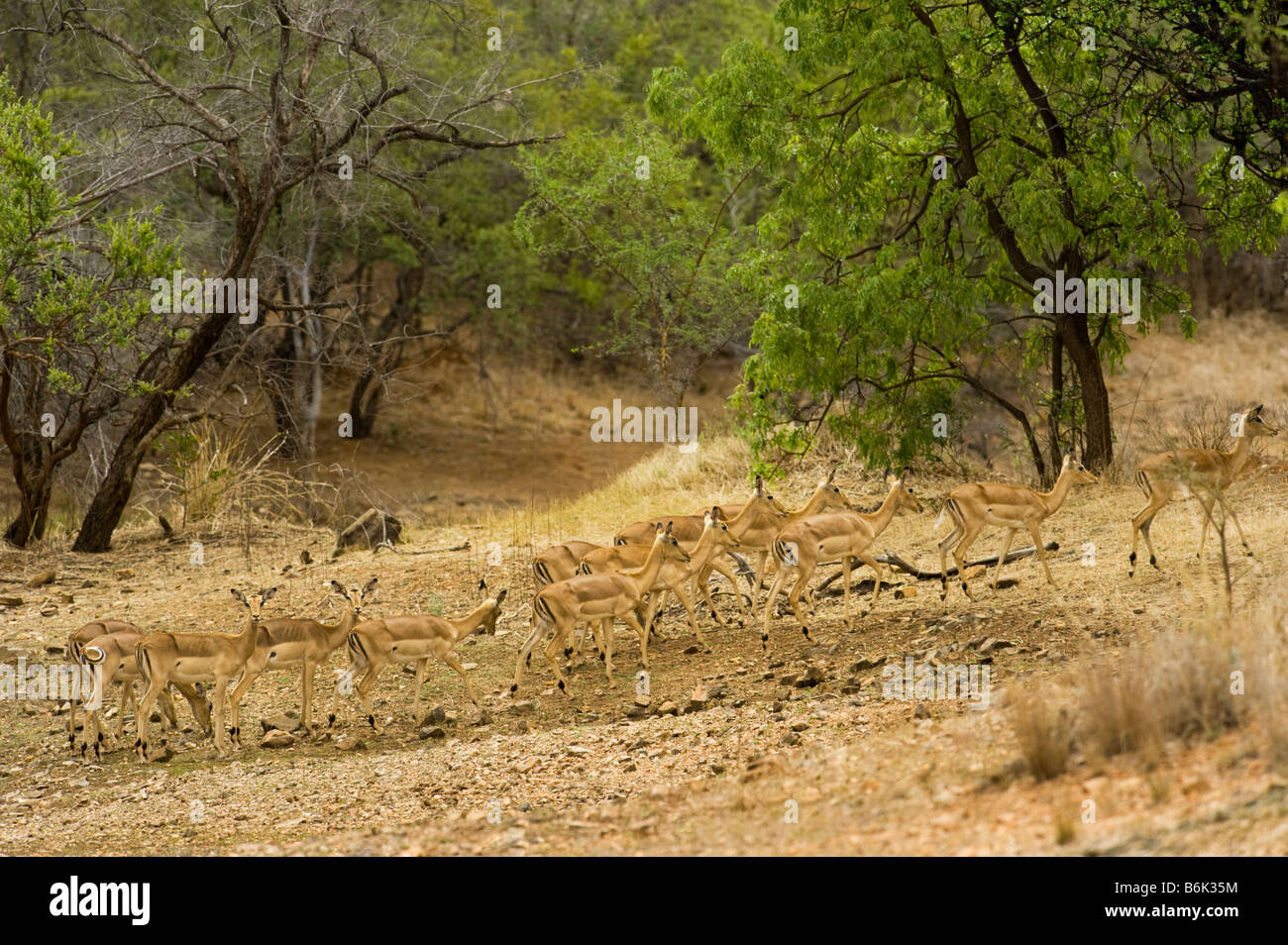 wildlife wild Impala antelope AEPYCEROS MELAMPUS camouflage best camouflaged hidden hide river bed riverbed dry dried south-Afri Stock Photo