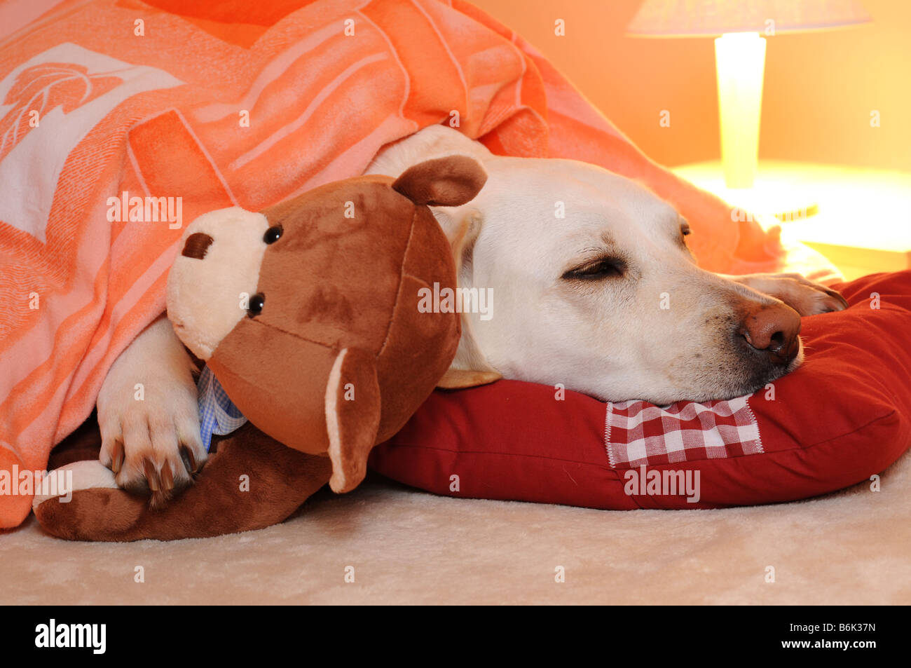 White labrador retriever sleeping in bed with a teddy bear. Stock Photo