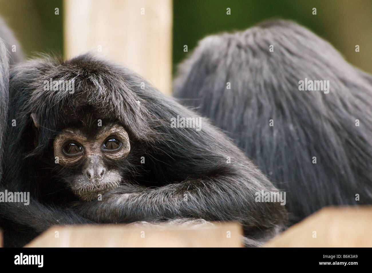Colombian Black Spider Monkey Ateles fusciceps robustus Stock Photo - Alamy
