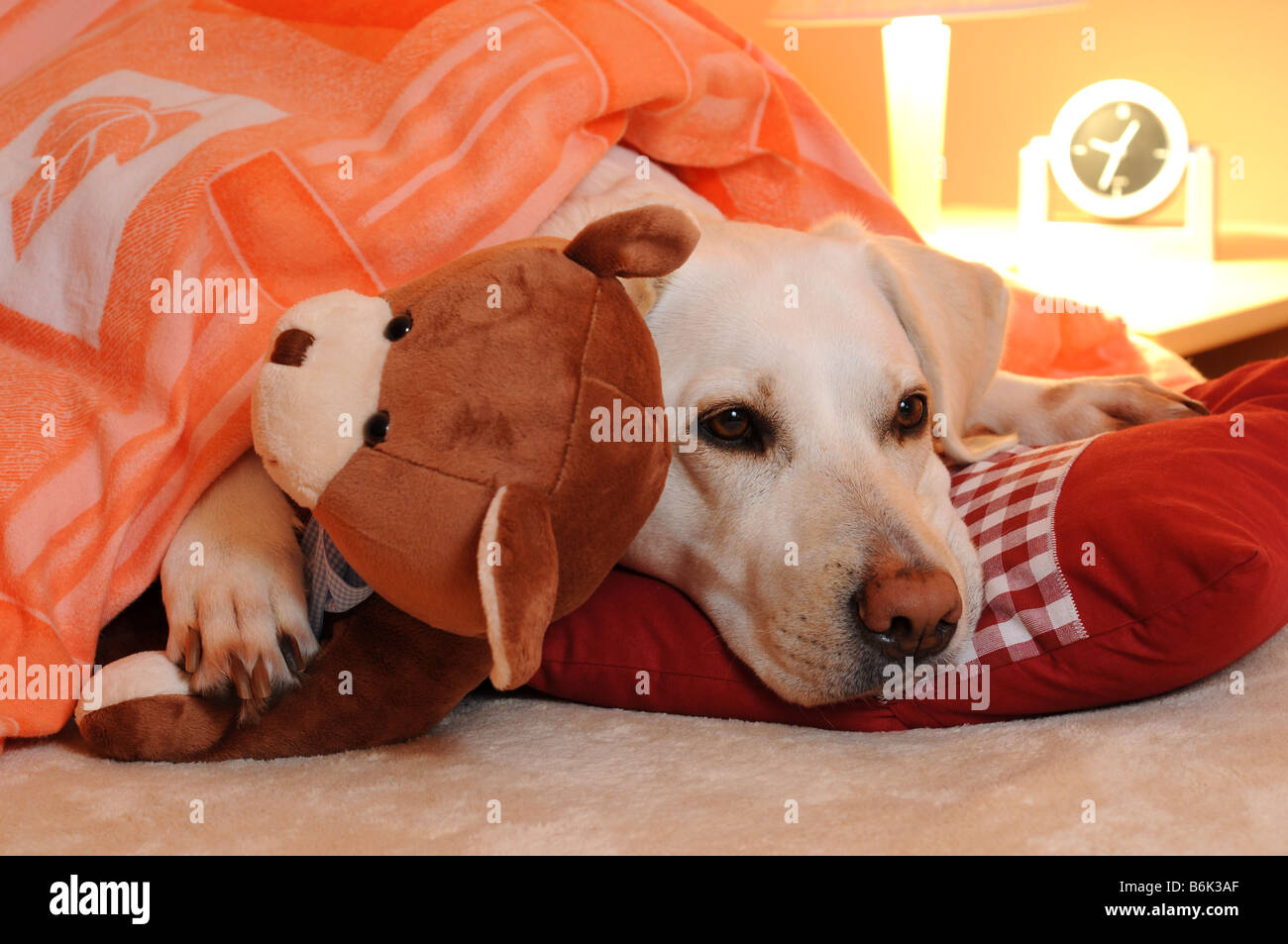 White labrador retriever lying in bed with a teddy bear. Stock Photo