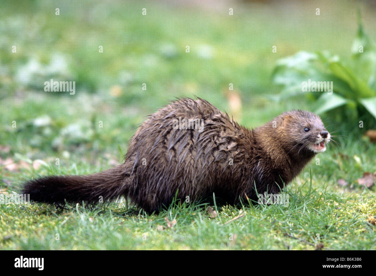 European Mink (Mustela lutreola) on grass Stock Photo