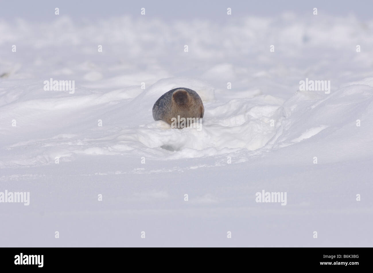 One of the lat two teams of sled dogs along the Arctic coast of Alaska ...
