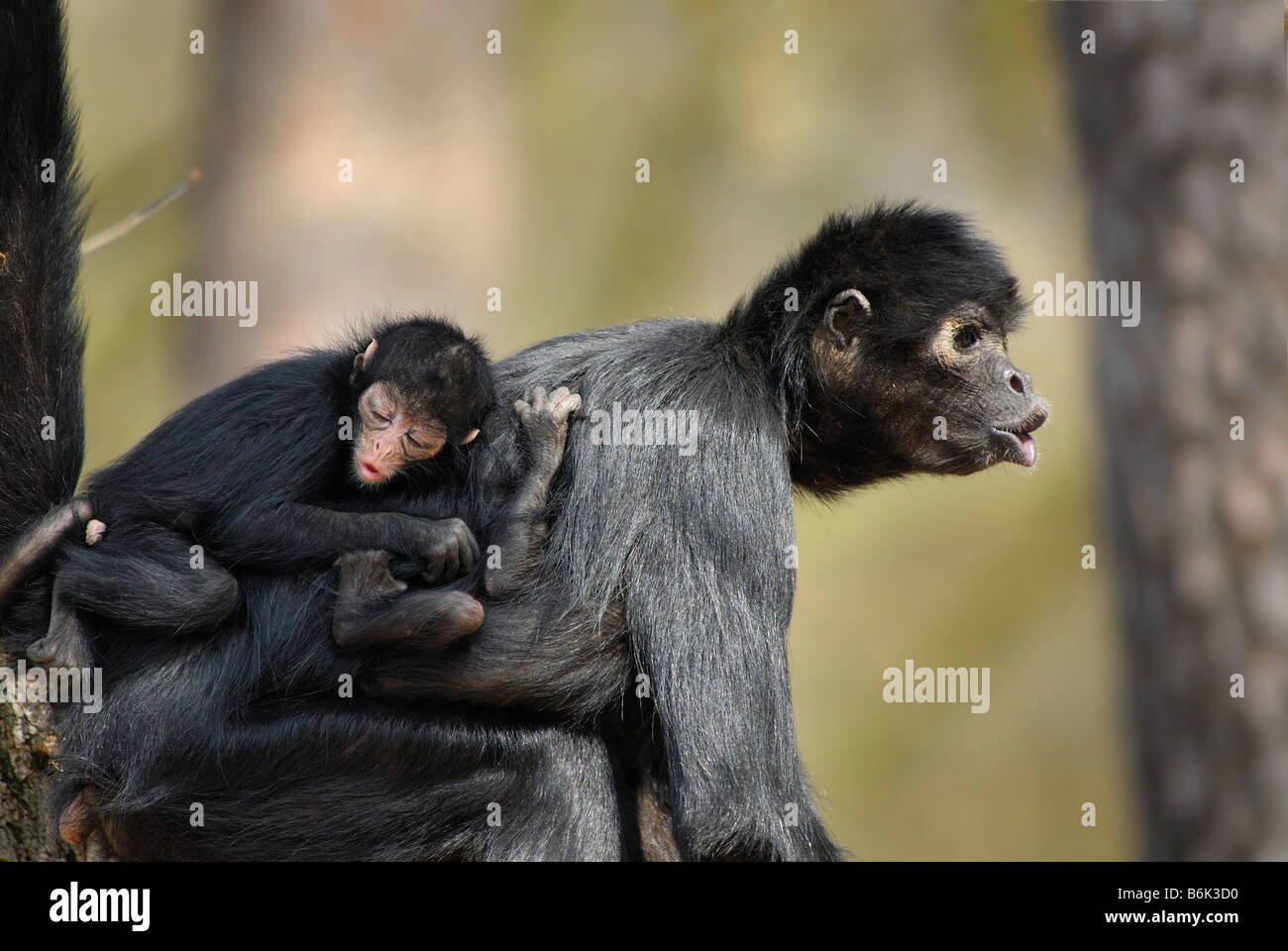 Newborn Spider Monkey