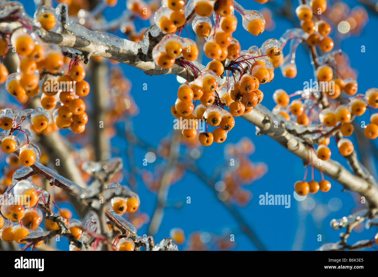 Tree with frozen branches hi-res stock photography and images - Alamy