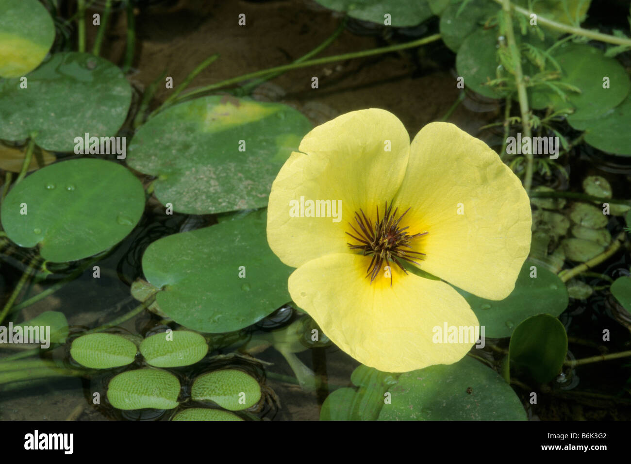 Water Poppy (Hydrocleys nymphoides), flowering Stock Photo
