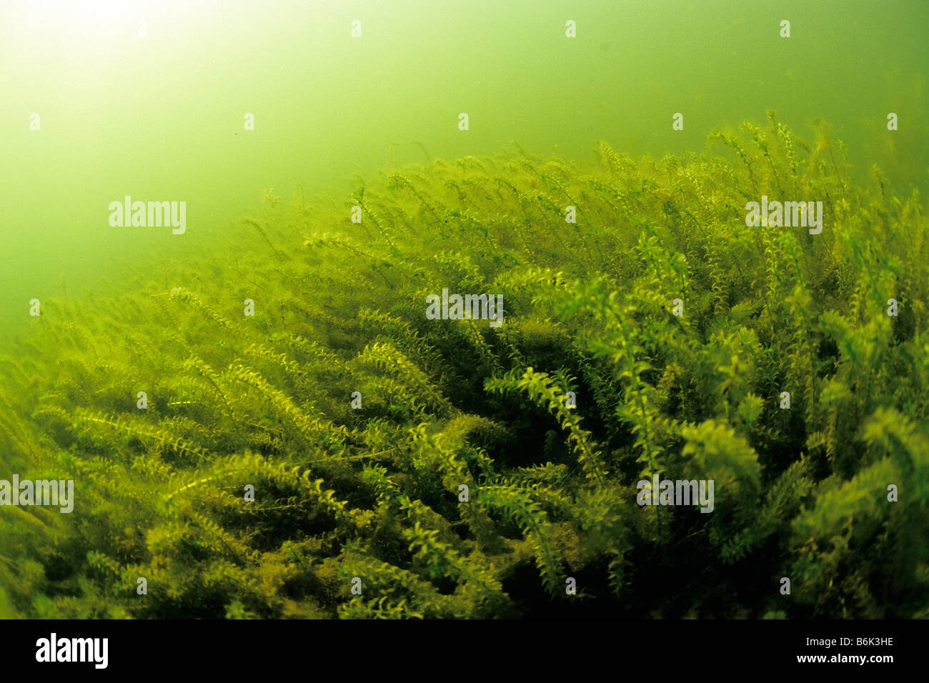 Canadian Water Weed (Elodea canadensis),  plants under water Stock Photo