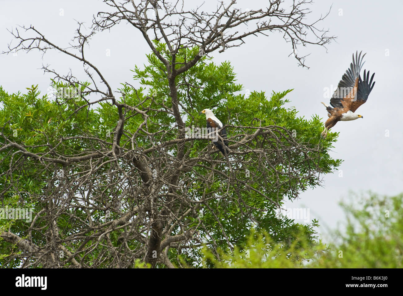 African fish eagles eagle pair couple two 2 Haliaeetus vocifer sitting on branch tree south-africa  woodland ambience wildlife w Stock Photo