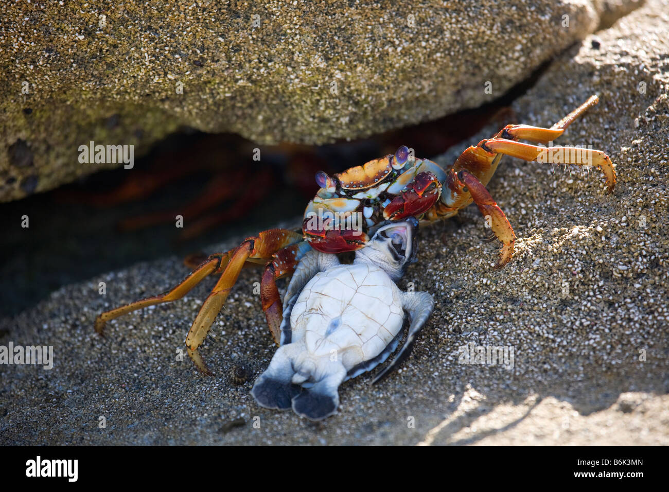 Ascension Island Crab & Turtle Stock Photo Alamy