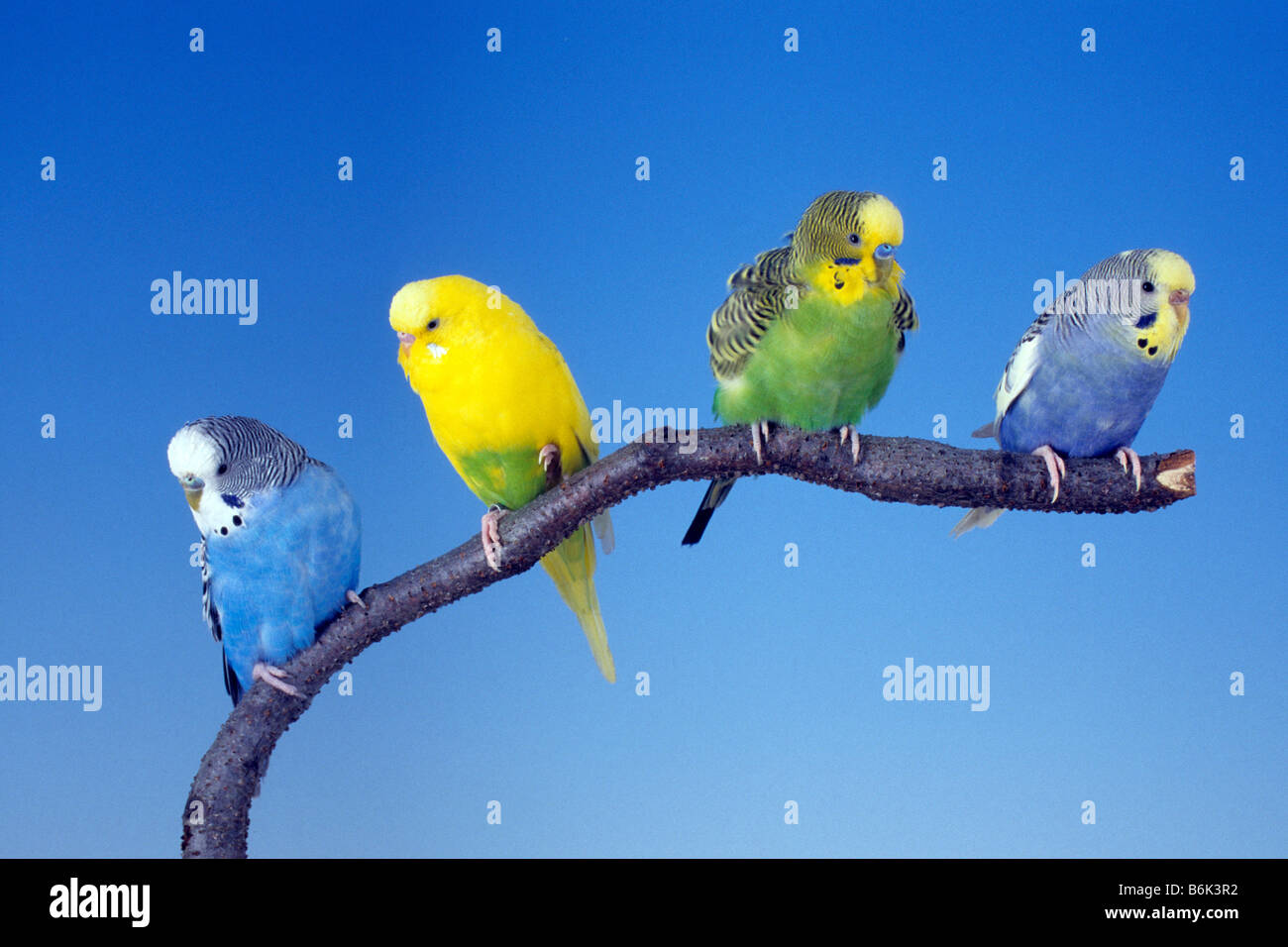 Budgerigar (Melopsittacus undulatus), four individuals of various colors perched on a twig Stock Photo