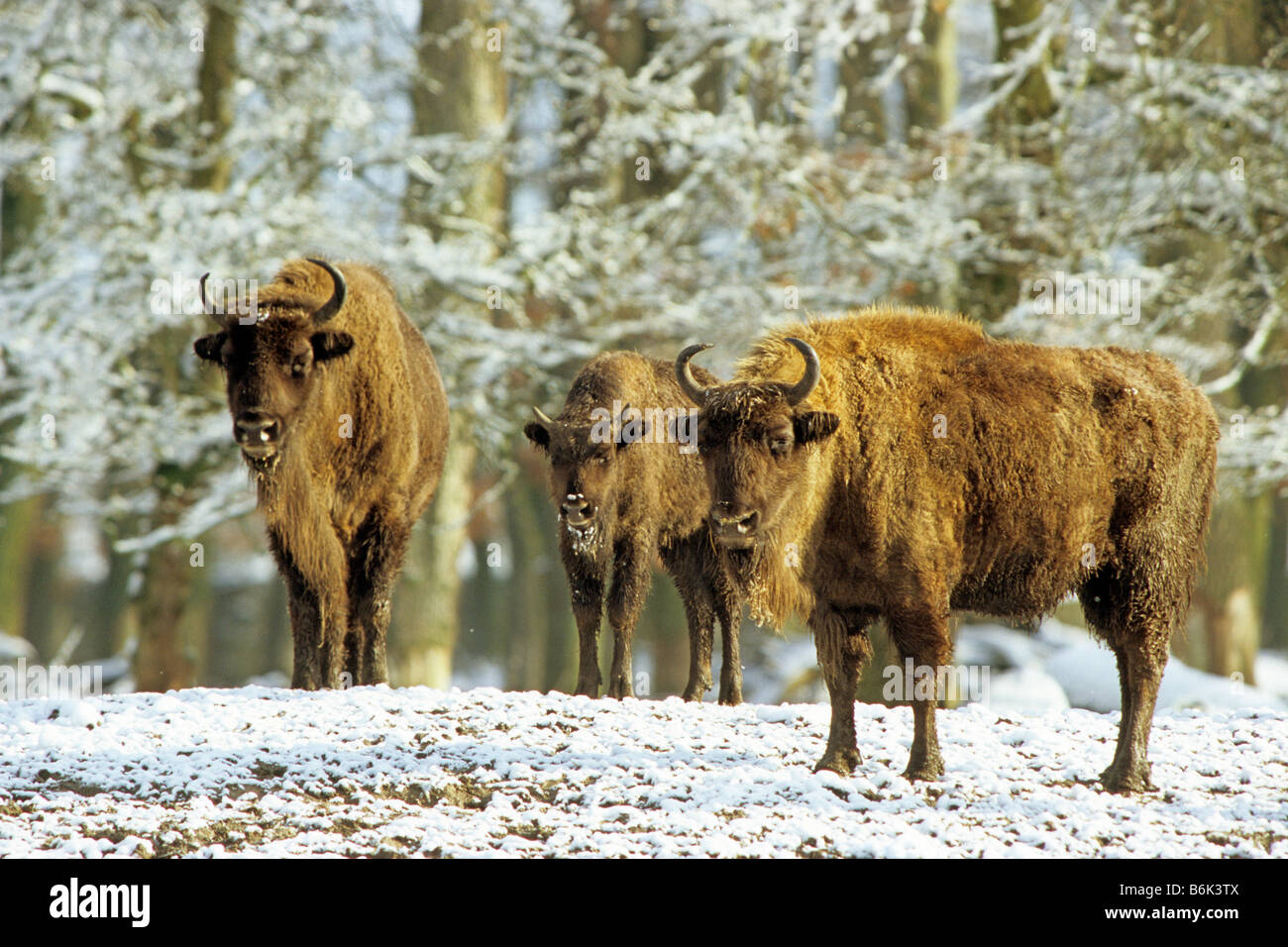 European Bison (Bison bonasus), three individuals on snow Stock Photo
