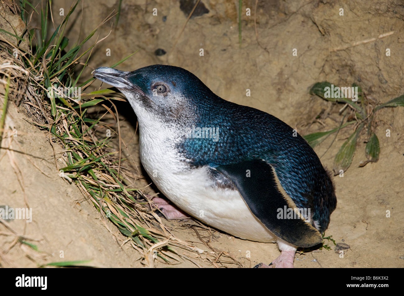 Little Penguin (Eudyptula minor), Blue Penguin New Zealand South Island Stock Photo