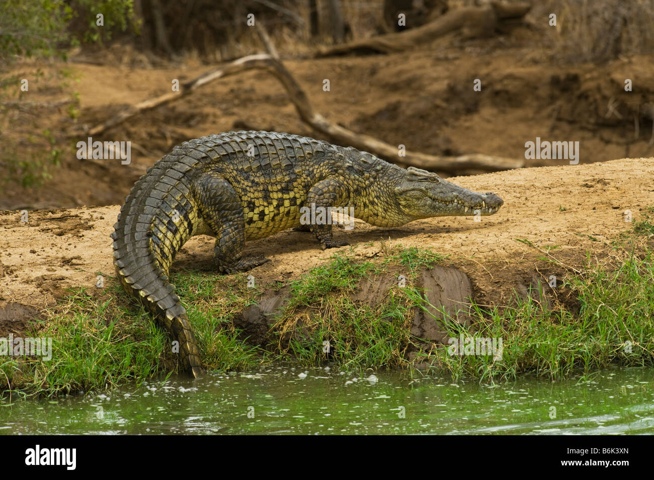 wild wildlife Nile Crocodile crocodylus niloticus south-afrca south africa out of water waterhole big fat heavy stay staying Stock Photo