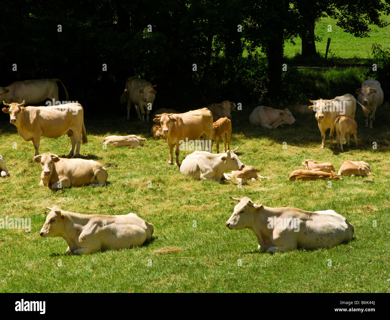 Herd of Charolais beef cattle in southwest France Europe Stock Photo