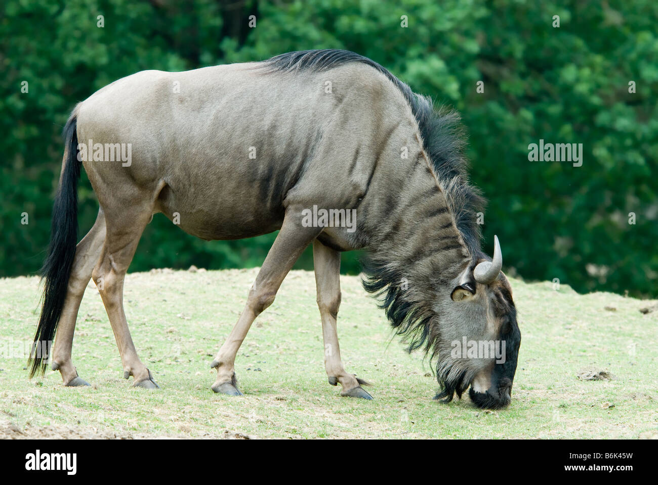 close up of a Blue wildebeest Connochaetes taurinus grazing Stock Photo