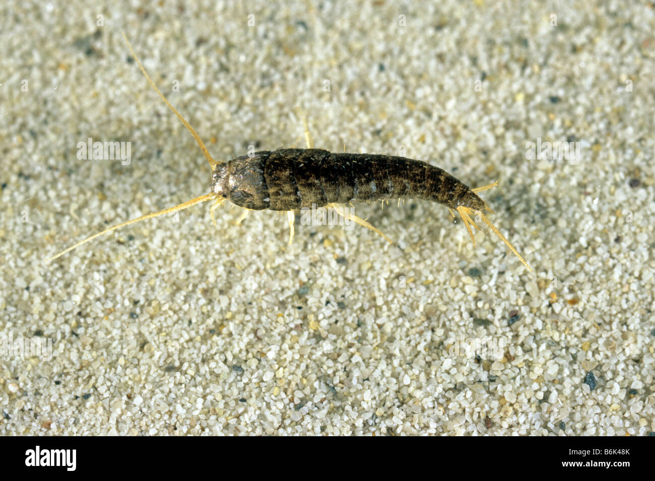 Silverfish (Lepisma saccharina) on sand Stock Photo