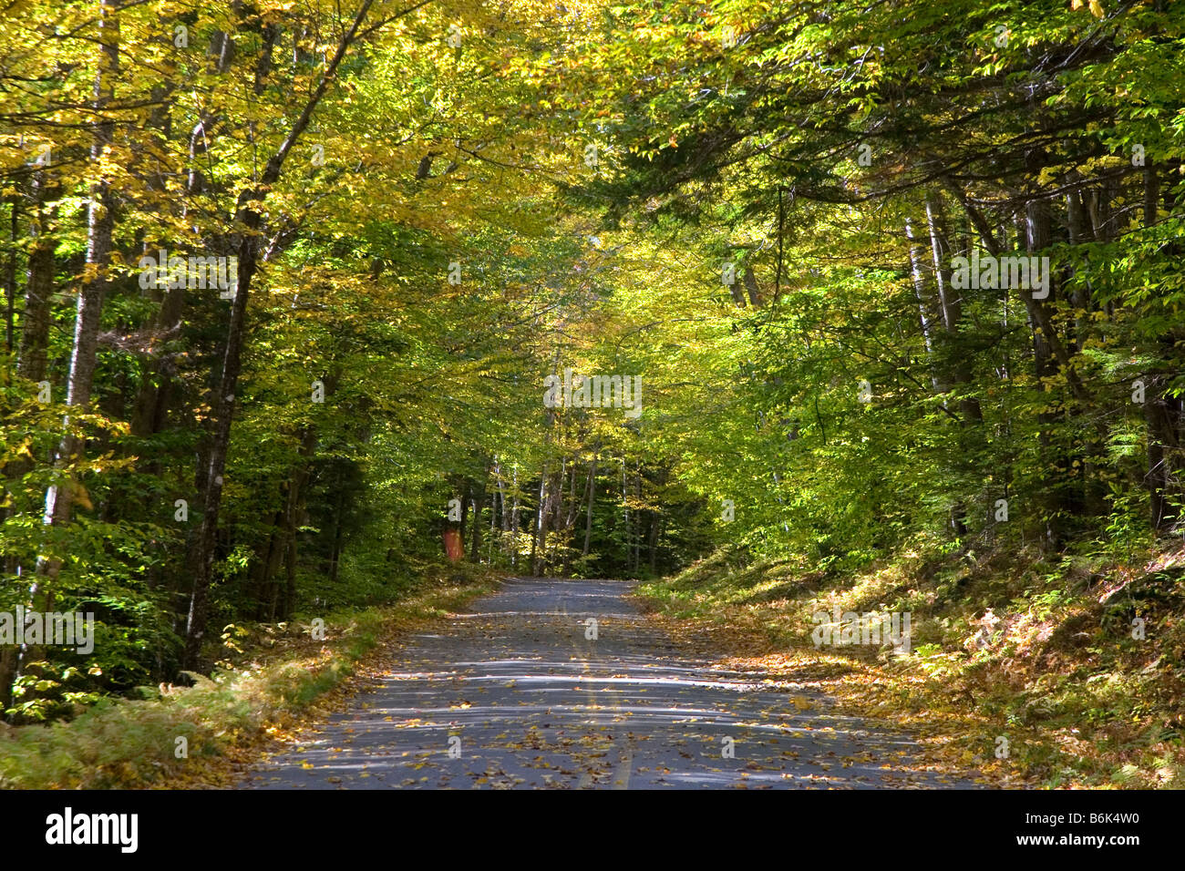 Fall foliage in the White Mountain National Forest Grafton County New