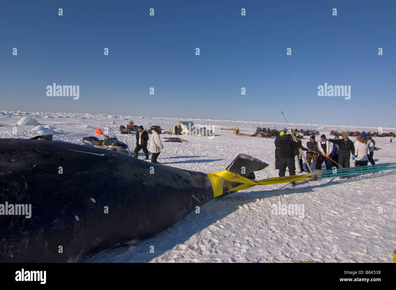 Using a block and tackle pulley system residents of the Inupiaq village of Barrow Alaska assist subsistence whalers in pulling Stock Photo