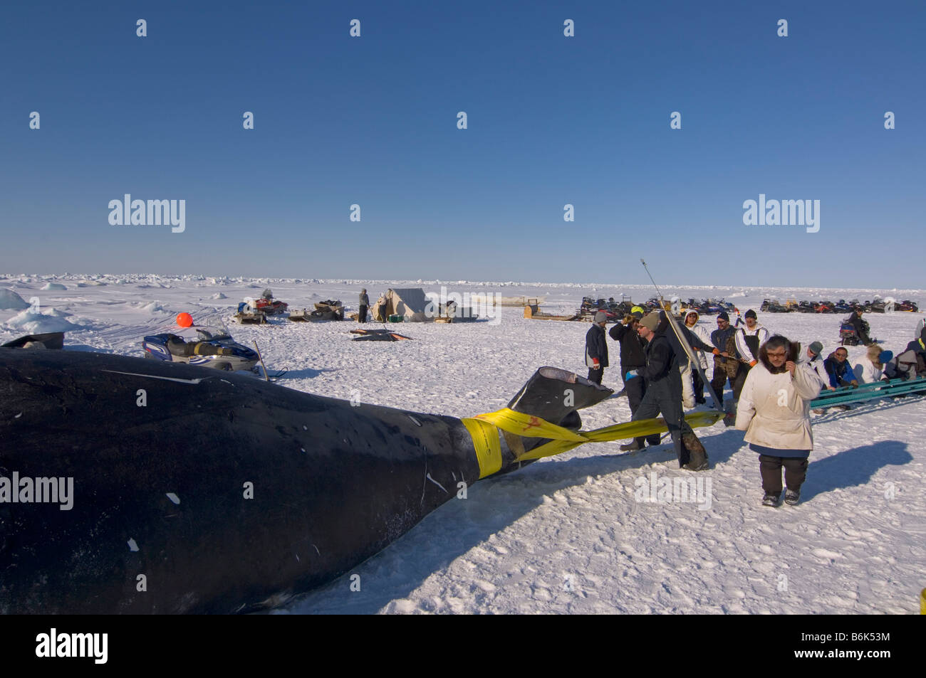 Using a block and tackle pulley system residents of the Inupiaq village of Barrow Alaska assist subsistence whalers in pulling Stock Photo