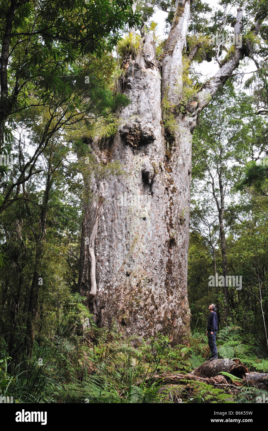 Agathis australis - Kauri, New Zealand Kauri (North Island, New Zealand) Stock Photo