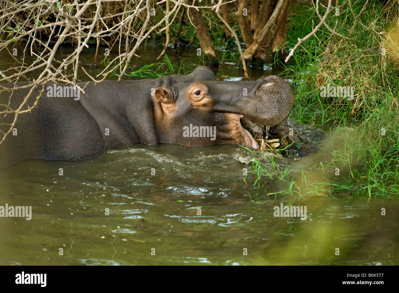 Hippo HIPPOPOTAMUS normally known as a herbivore is chewing on meat (!) an antilope impala cadaver snatched from the crocodile Stock Photo