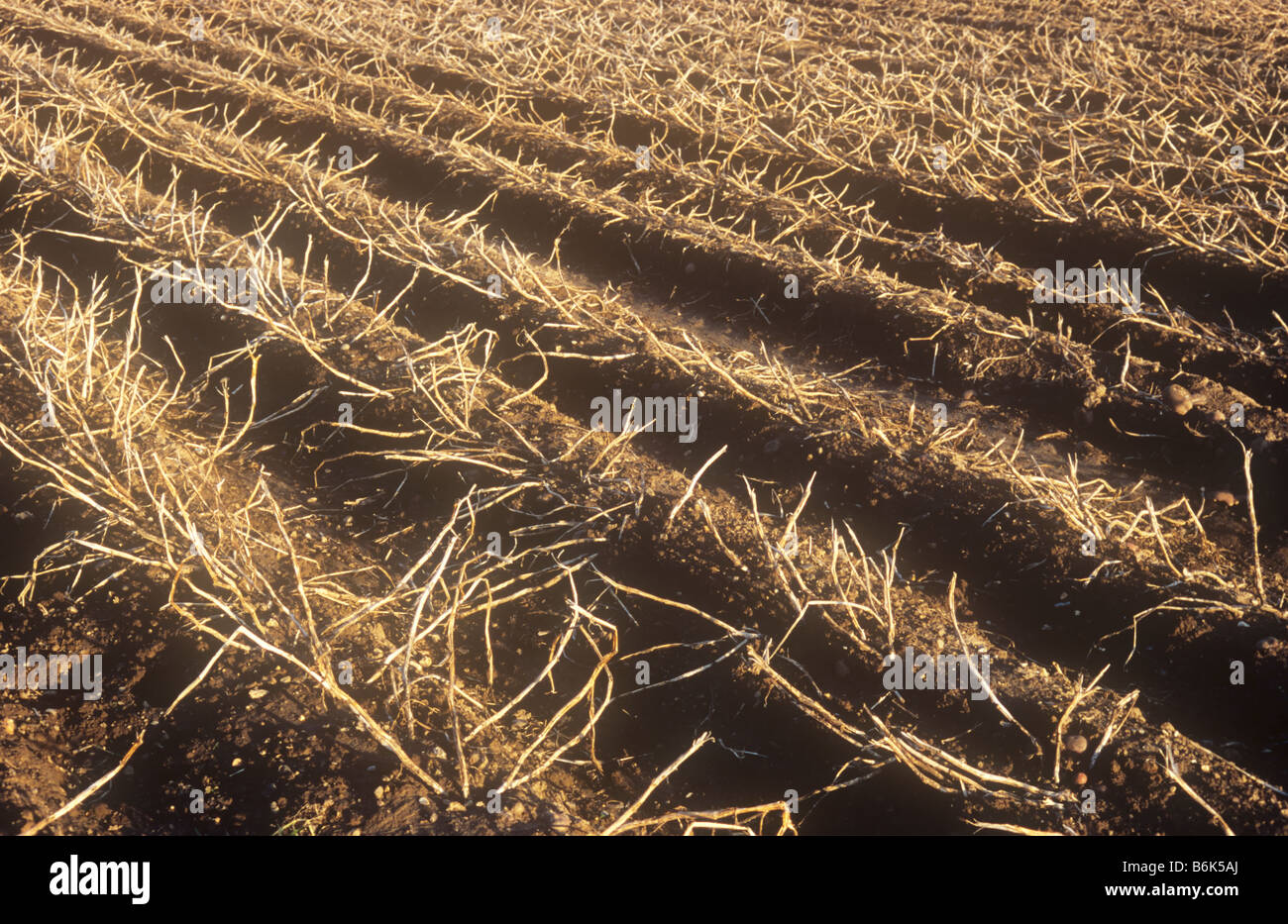 Detail in warm evening light of ridged and furrowed field of potatoes sprayed with sulphuric acid to kill foliage Stock Photo