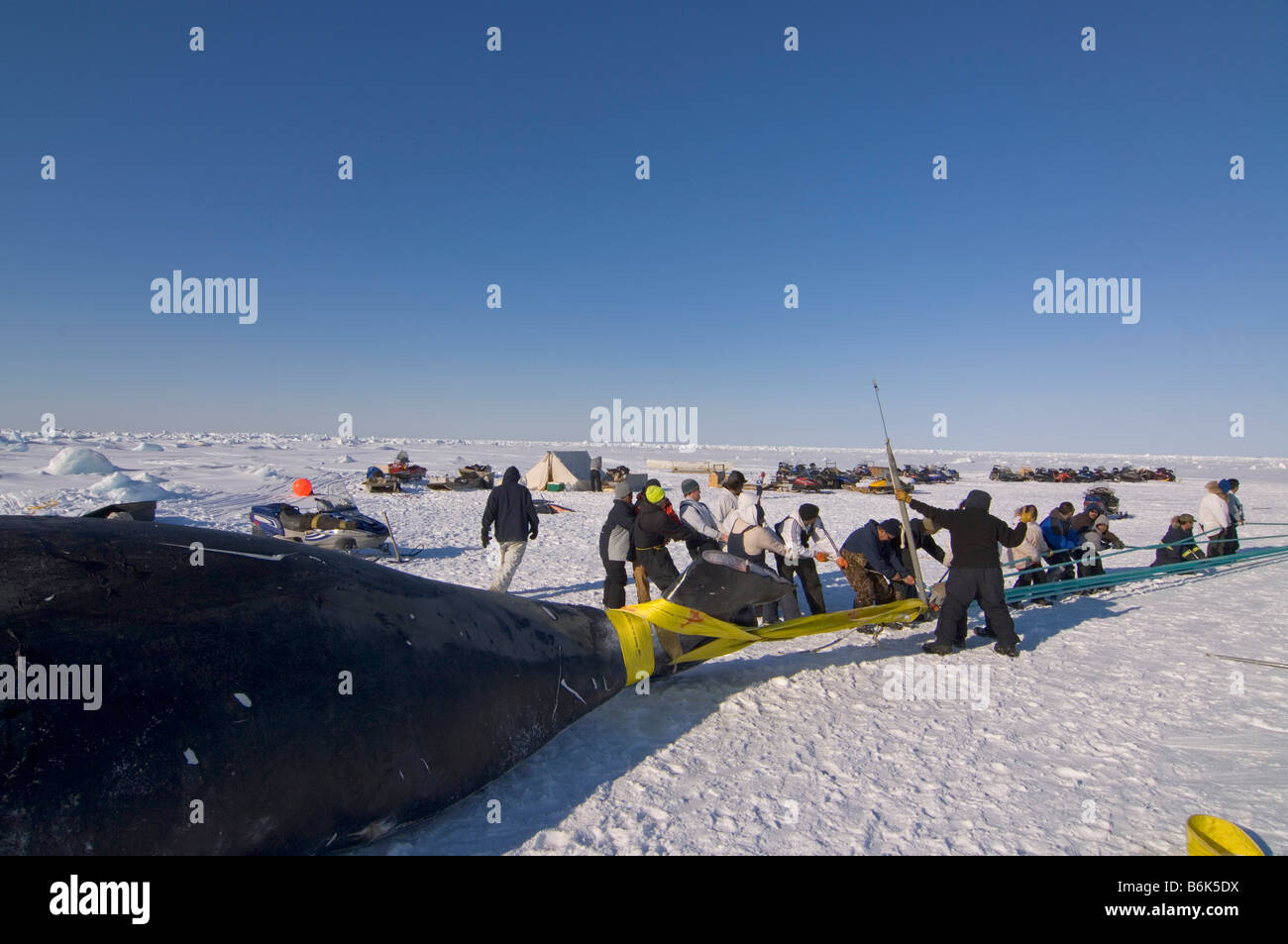 Using a block and tackle pulley system residents of the Inupiaq village of Barrow Alaska assist subsistence whalers in pulling Stock Photo