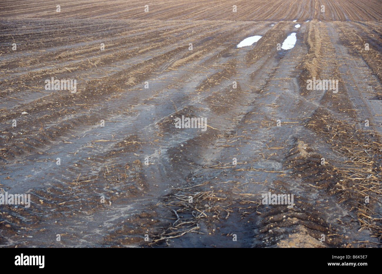 Flattened brown field with vehicle tyre tracks and small silver puddles from which potatoes have been harvested in warm light Stock Photo
