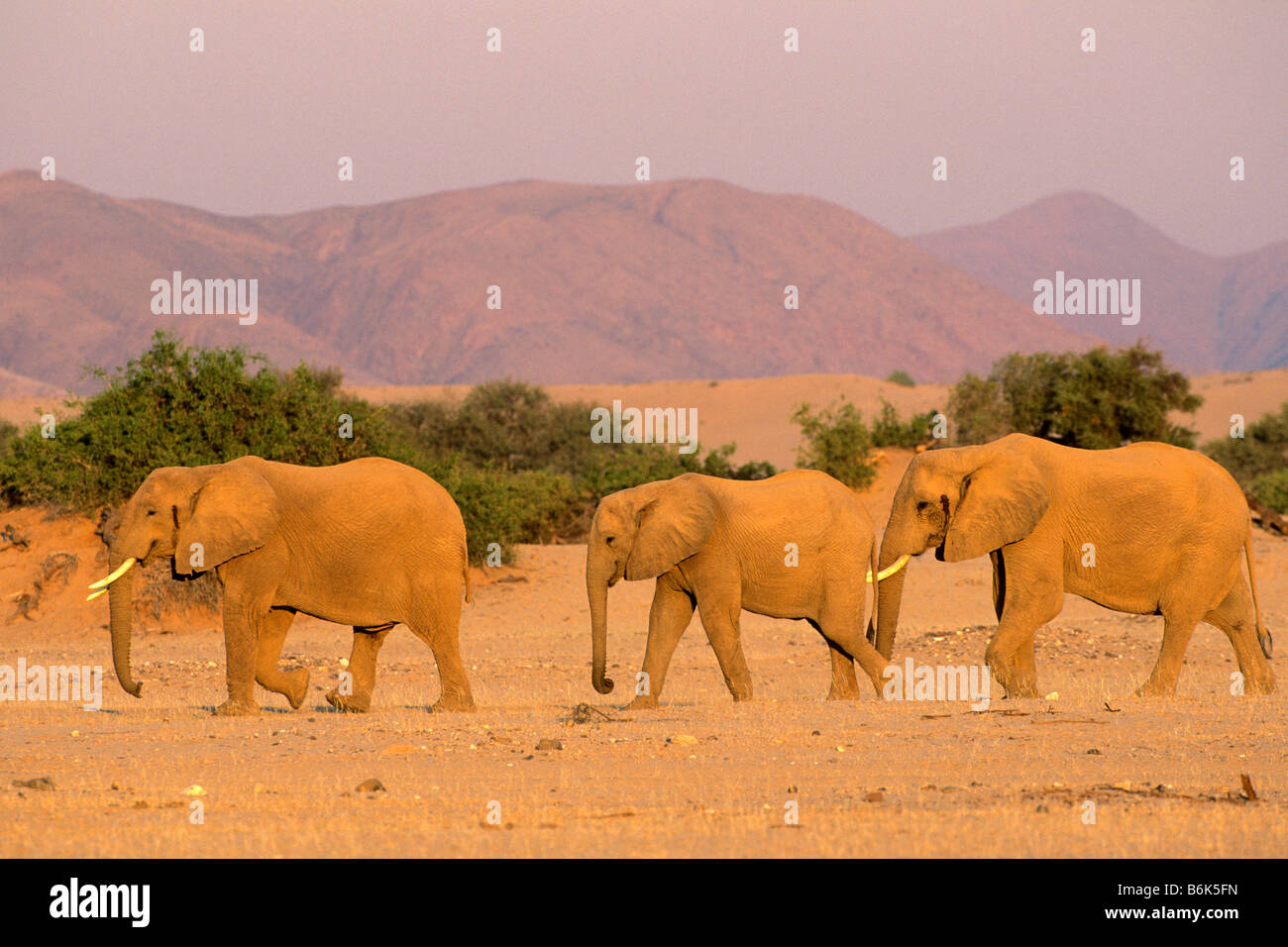 African Elephant, Desert Elephant (Loxodonta africana). Three walking individuals in landscape Stock Photo