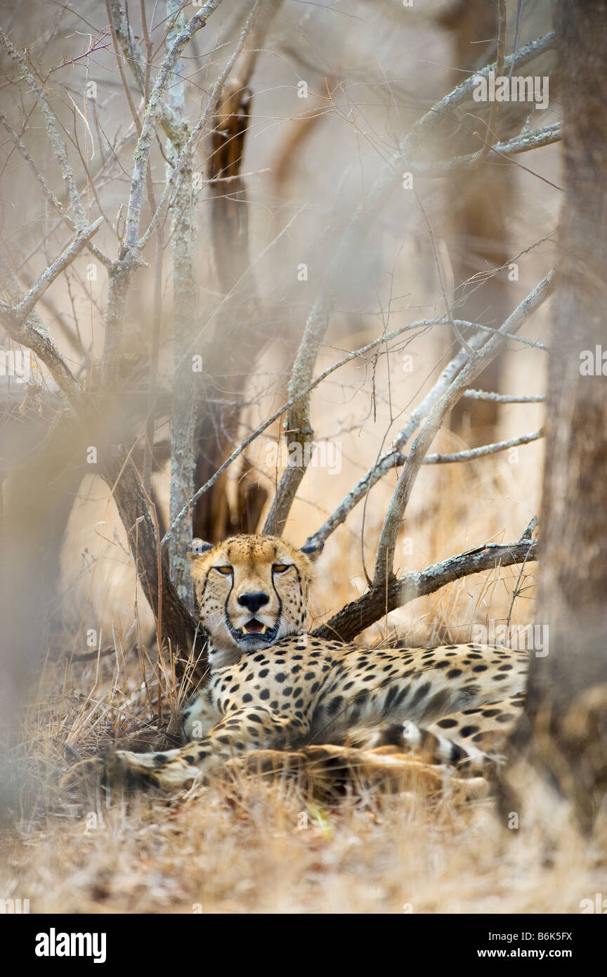 WILDLIFE wild cheetah gepard Acinonyx jubatus lay lying in shade male perfectly camouflaged camouflage bush bushland savannah di Stock Photo