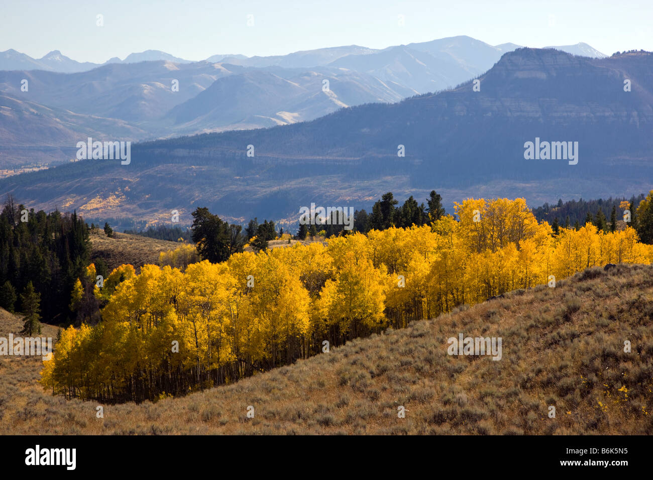 Aspen trees in fall color on the Beartooth Scenic Byway Rt 212 crosses Beartooth Pass 10,947. Stock Photo
