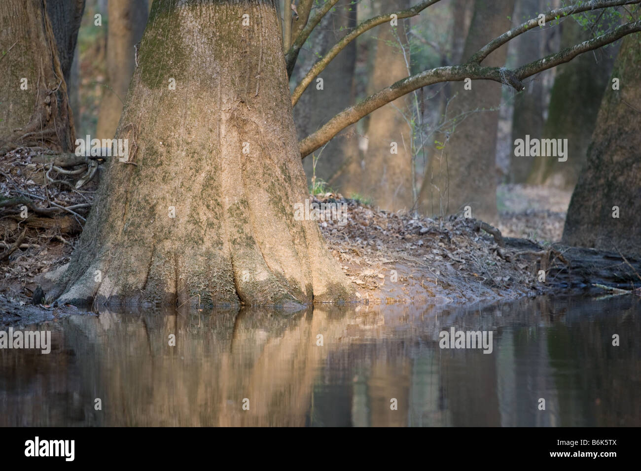 Late afternoon light on a grove of Bald Cypress trees growing along the river at Congaree National Park. Stock Photo
