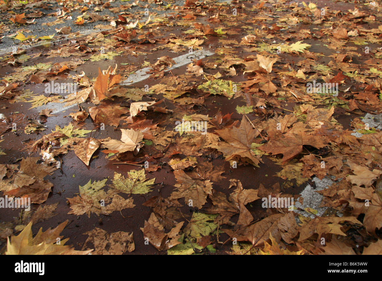 Wet forest floor muddy leaves hi-res stock photography and images - Alamy