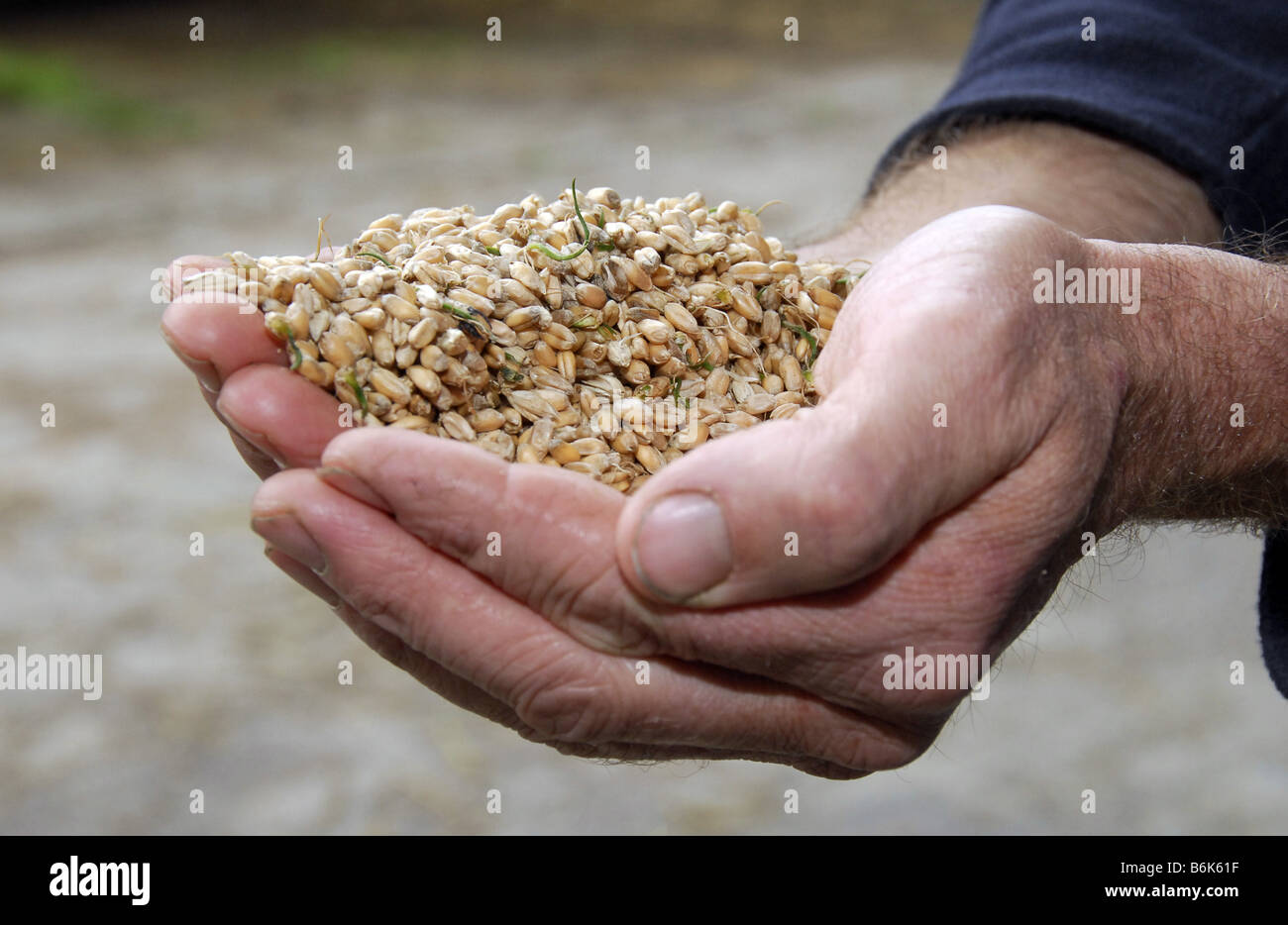 Close up detail of farmer's hands holding grain used for livestock feed